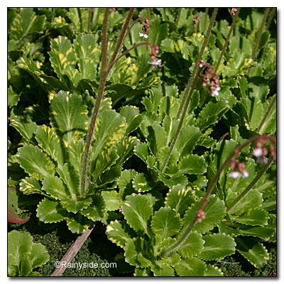 foliage