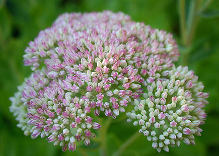 'Autumn Joy Flowers'