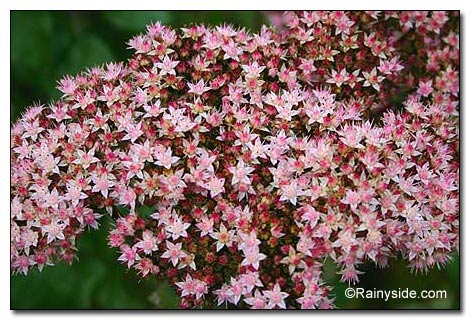 Sedum 'Matrona' flower