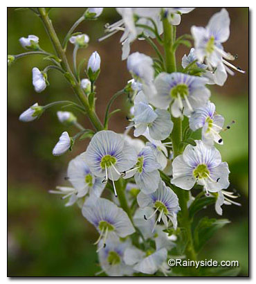 Veronica gentianoides