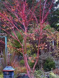 Coral bark maple
