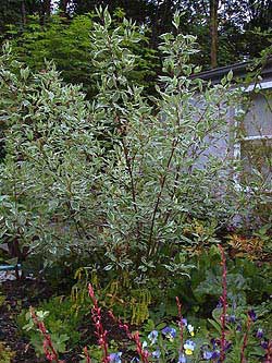 Variegated dogwood