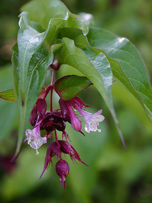 Leycesteria formosa flower'