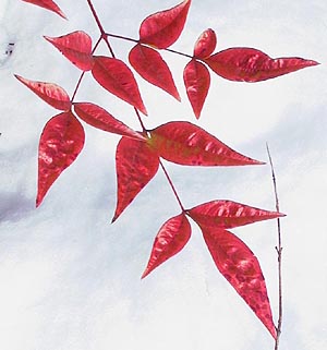 Leaves