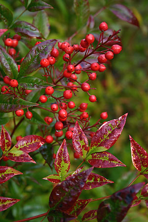 Berries and leaves