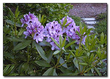 Rhododendron 'Blue Jay'