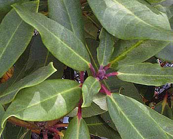 Rhododendron 'Pt.Defiance leaves'
