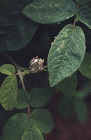 aphids