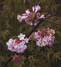 V. 'Charles Lamont'