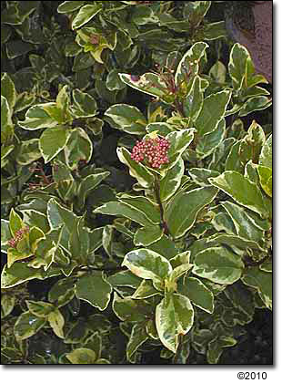 V. tinus 'Variegatum'