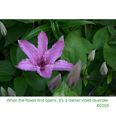 Opening flower