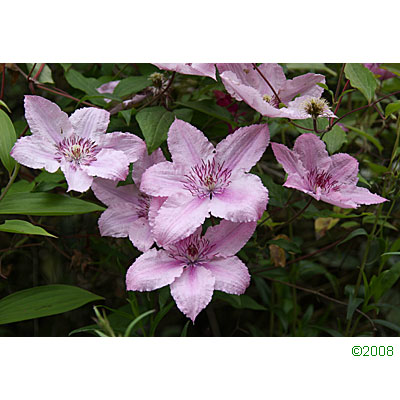 Clematis 'Hagley Hybrid'