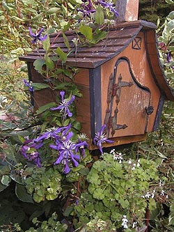 Clematis
