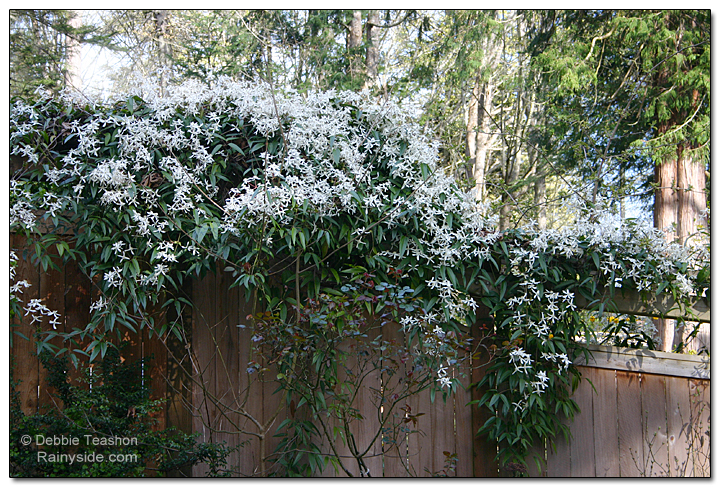 The vine can be quite aggressive in its growth, but relatively easy to. Clematis armandii