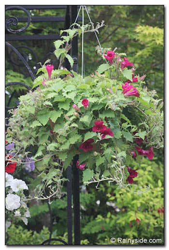 Lohphospermum hanging basket in June.