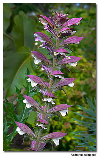 Acanthus spinosus