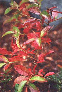 Blueberry 'Northsky' Blueberry 'Northsky'