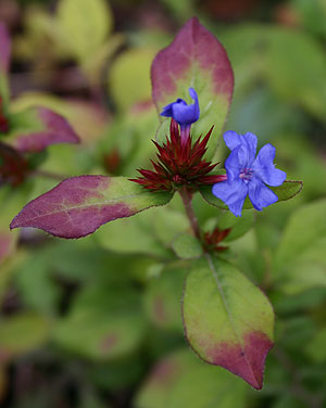 Ceratostigma plumbaginoides syn. Plumbago larpentiae Ceratostigma plumbaginoides syn. Plumbago larpentiae