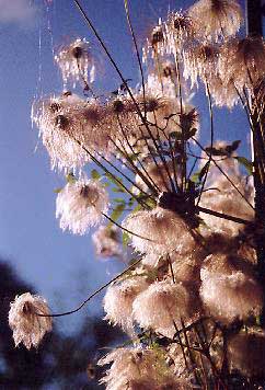 The silky seed heads of Clematis tangutica The silky seed heads of Clematis tangutica