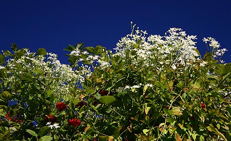 Sweet Autumn Clematis Sweet Autumn Clematis