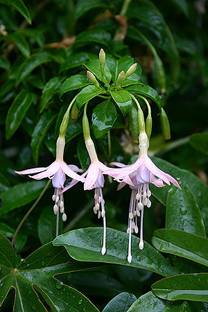 Fuchsia magellanica var. molinae Fuchsia magellanica var. molinae