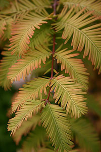 Metsequoia glyptostroboides 'Gold Rush'