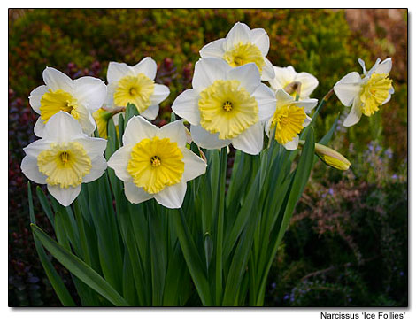 Narcissus 'Ice Follies'