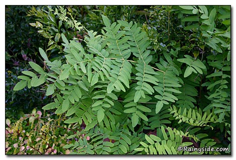 Osmunda regalis