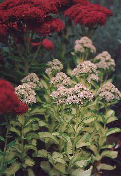 Sedum alboroseum 'Mediovariegatum' Sedum alboroseum 'Mediovariegatum'
