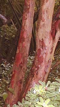 Stewartia pseudocamellia bark