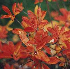 Enkianthus Enkianthus