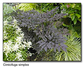 Cimicifuga