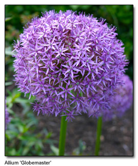 Allium 'Globemaster'