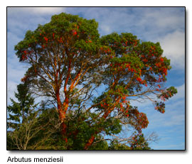 Arbutus menziesii