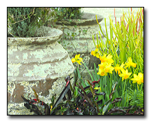 Pottery and daffodils