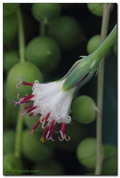 Senecio rowleyanus Flower