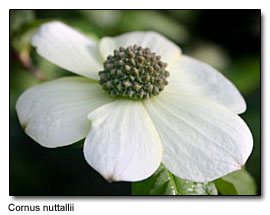 dogwood flower