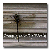 Creepy-crawly world