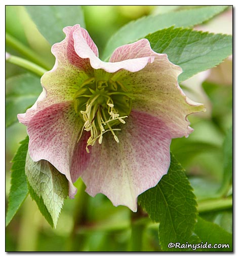 Unnamed hellebore