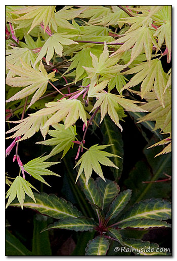 Acer 'Autumn Moon' and  Impatiens omeiana