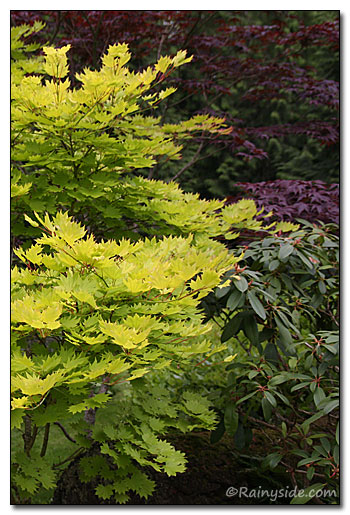 Golden Full Moon Maple (Acer shirasawanum 'Aureum')