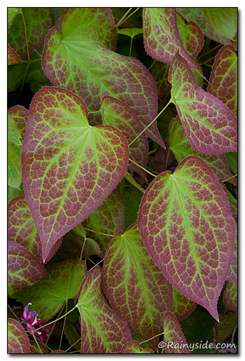  Epimedium x rubrum