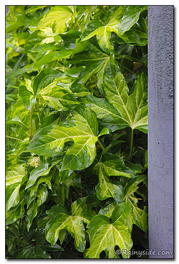 Fatshedera lizei 'Aurea Maculata'