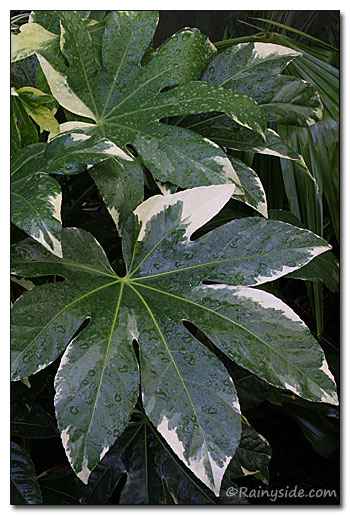 Fatsia japonica 'Variegata'