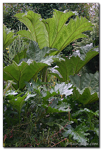 Gunnera leaves