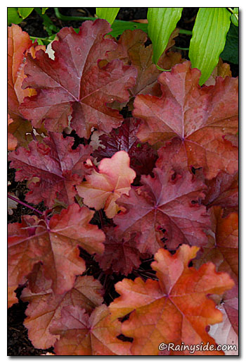 Heuchera Mahogany'