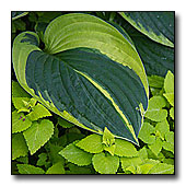 Hosta and Lamium