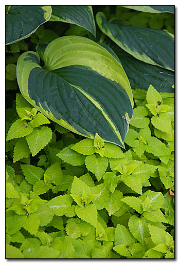 Hosta 'Fortunei Aureomarginata' and Lamium 'Aureum'