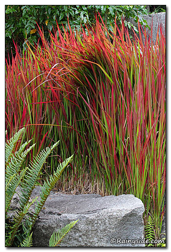 Japanese blood grass (Imperata cylindrica)