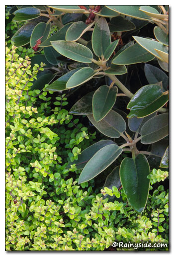 honeysuckle (Lonicera 'Twiggy') with unknown Rhododendron